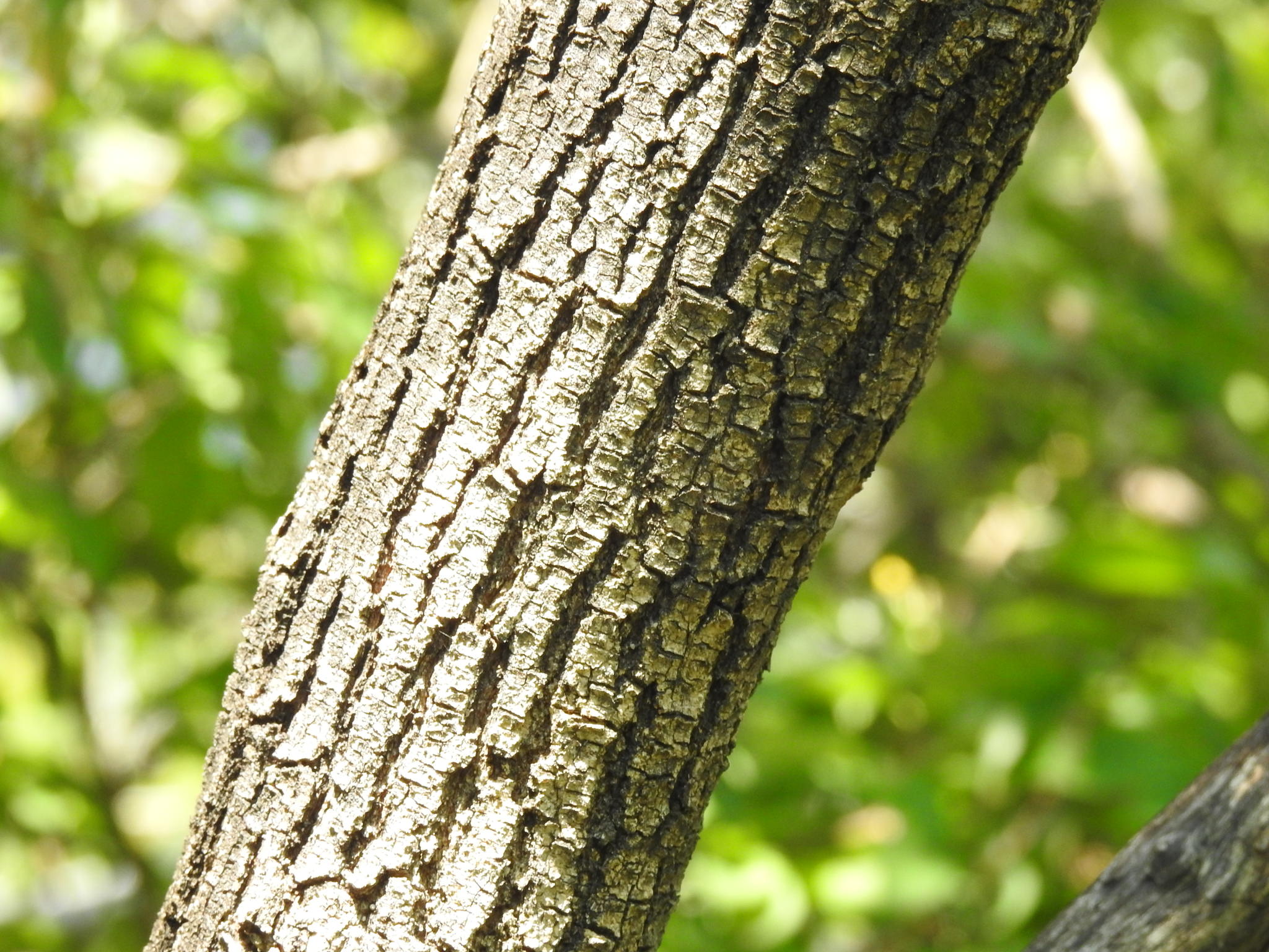 Heliocarpus terebinthinaceus